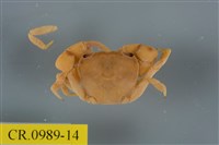 藏品(平背蜞)的圖片